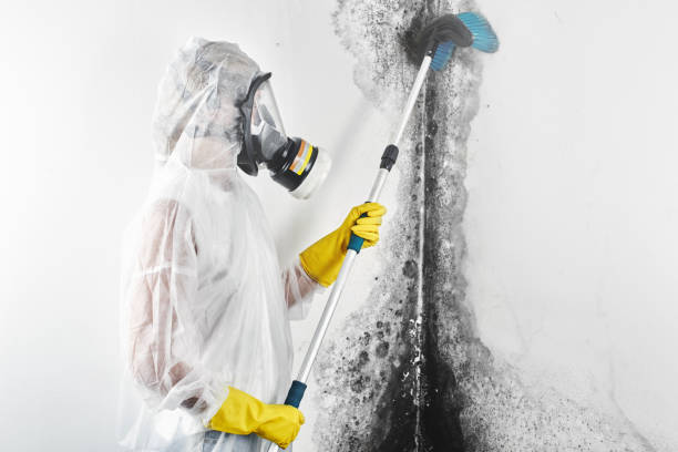 Best Water Damage & Mold Remediation  in Sun Prairie, WI