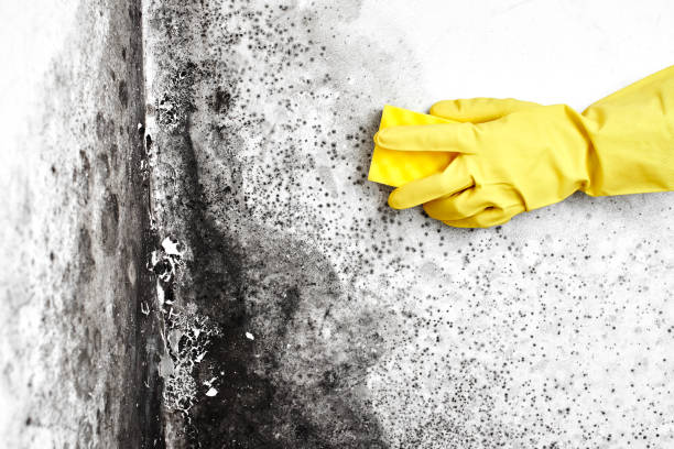Best Residential Mold Inspection & Testing  in Sun Prairie, WI