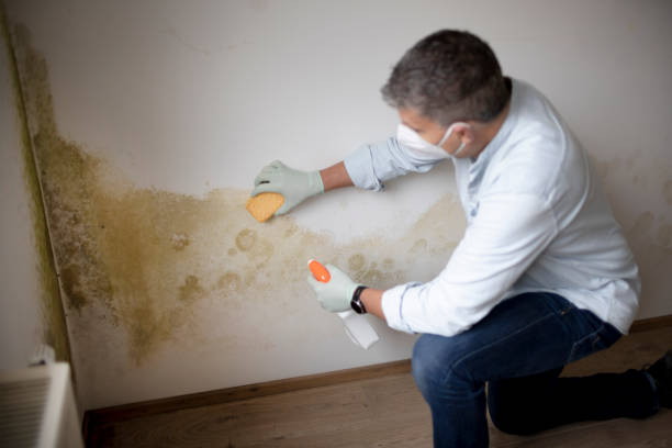 Best Commercial Mold Inspection  in Sun Prairie, WI